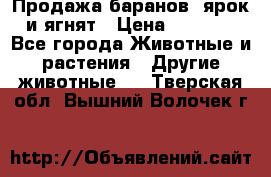 Продажа баранов, ярок и ягнят › Цена ­ 3 500 - Все города Животные и растения » Другие животные   . Тверская обл.,Вышний Волочек г.